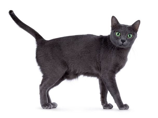 Gato Korat adulto, de pie de lado. Mirando hacia la cámara con intensos ojos verdes. aislado sobre un fondo blanco. - Foto, Imagen