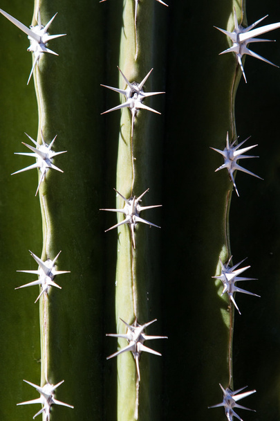 kaktus tło - Zdjęcie, obraz