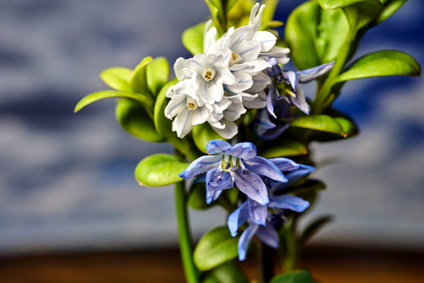close-up of a Siberian squillflower blooming in spring, Poland - Photo, Image