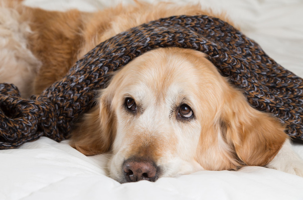 Golden Retriever dog cold - 写真・画像