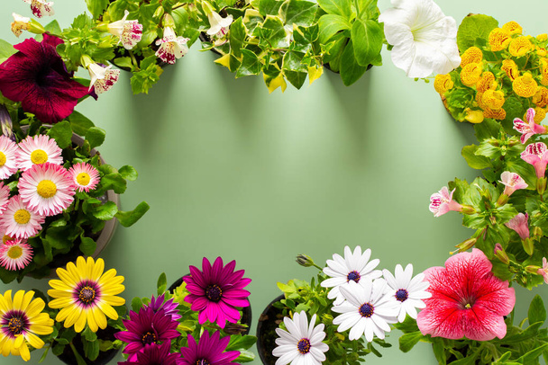 Весеннее оформление домашнего балкона или террасы с цветами, рамка от Osteospermum и Calceolaria, Mimulus и Petunia и Hedera на зеленом фоне, домашнее садоводство и хобби, биофильный дизайн - Фото, изображение