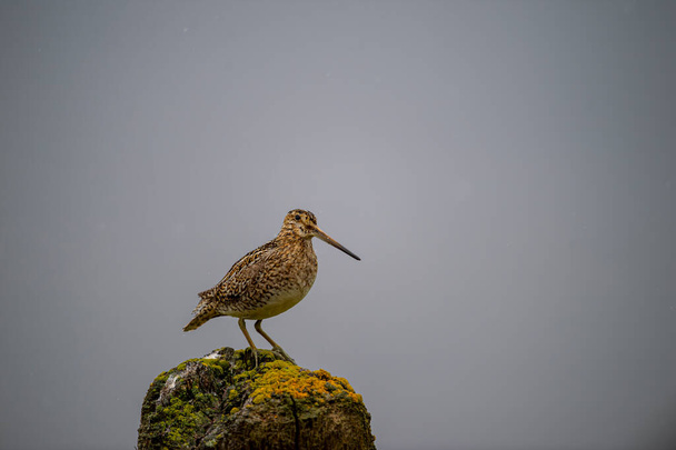 Latham's snipe on tree stump in green fields, Iceland - Photo, Image