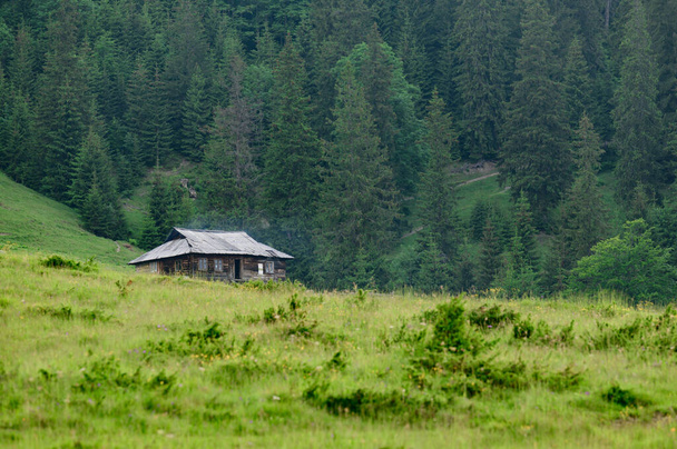 Karpat dağlarında bir yazlık, dağlarda koyun çiftliği.. - Fotoğraf, Görsel