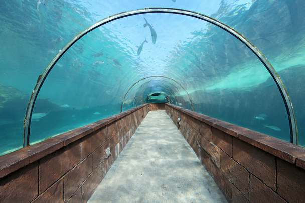 Aquarium Tunnel - Foto, afbeelding