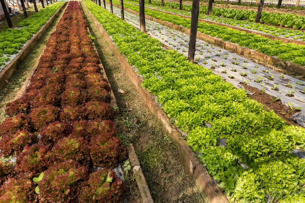 Organic salad field - Photo, Image