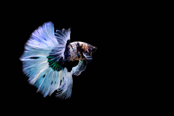 Риба Бетта з її чудовими кольорами. Чорний фон. Бетта прекрасна. - Фото, зображення