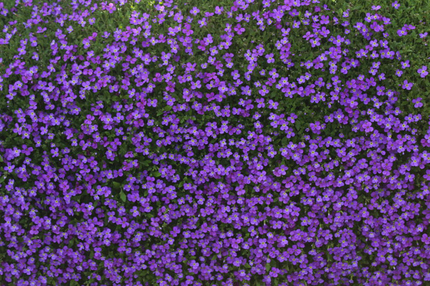 kwitnący krzew liliowy w ogrodzie - Zdjęcie, obraz