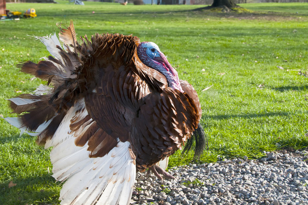 Free Range Turkey - Photo, Image