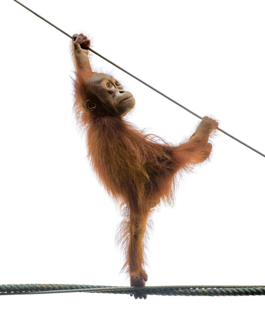 Bébé orangutang dans une pose drôle
 - Photo, image