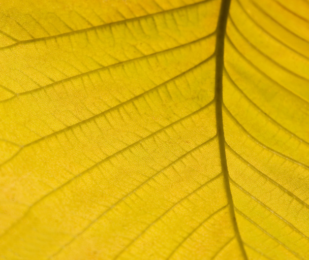 geel autumn blad detail - Foto, afbeelding