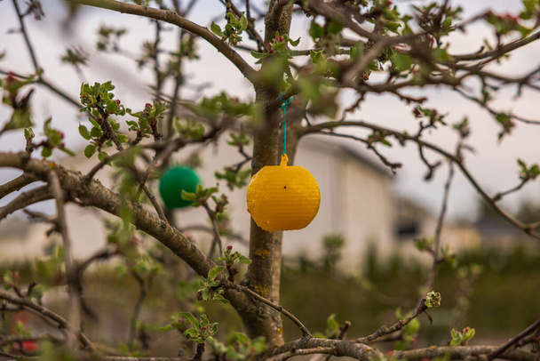 lose-up zicht op een gele en groene kleverige plastic insectenval op een appelboom in de tuin. - Foto, afbeelding