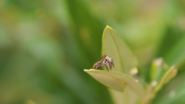 Yumuşak bir hareket, MACRO, DOF: sevimli küçük kahverengi atlayan örümcek yemyeşil doğada bir yaprağın kenarına bakar. Zıplayan şirin örümcek, yemyeşil çimlerin arasına tünemiş, bulanık doğal arka planı olan. - Video, Çekim