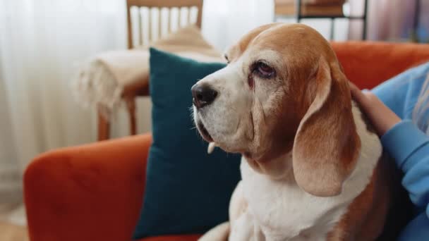 Lähikuva sadon anonyymi nuori tyttö lapsi hyväilee silitti söpö beagle koira istuu sohvalla. Kasvoton esiteini naaras eläinten rakastaja viettää vapaa-aikaa lemmikkikoiran kanssa olohuoneessa kotona. - Materiaali, video