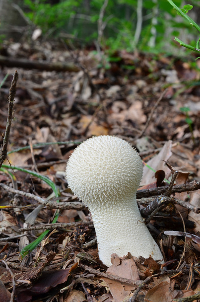 Обыкновенный гриб
 - Фото, изображение