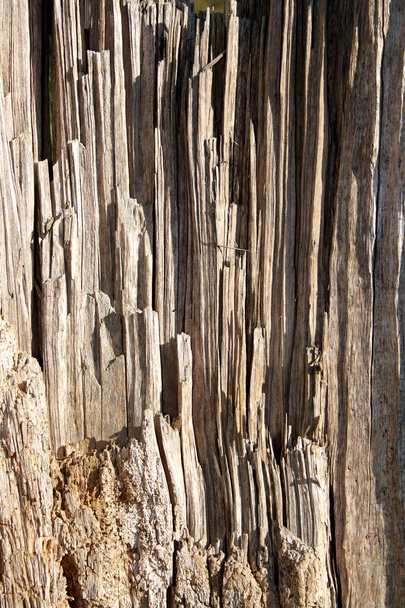 Eski ölü ağaç gövdesi - Fotoğraf, Görsel