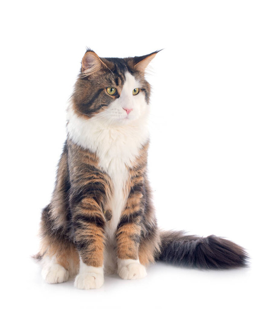 portrait of a purebred  maine coon cat on a white background - Photo, Image