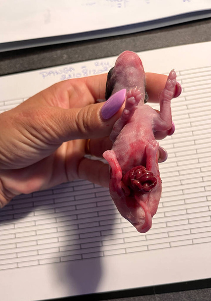 преждевременный щенок с интуицией на открытом воздухе, чихуахуа мертвы - Фото, изображение