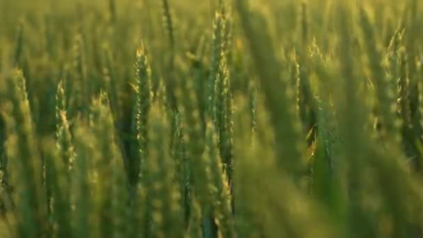 Ζουμερά φρέσκα αυτιά του νεαρού πράσινου σιταριού στη φύση κατά τη διάρκεια της άνοιξης καλοκαιρινό πεδίο close-up στο ηλιοβασίλεμα. Εργασίες σε αγρονομικό αγρόκτημα για την κατασκευή επιχειρήσεων και την παραγωγή βιολογικών οικολογικών τροφίμων - Πλάνα, βίντεο