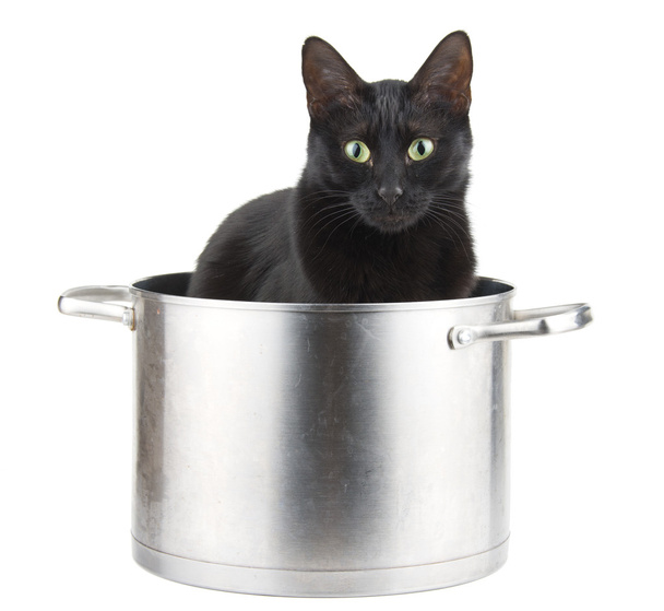 Mom's best helper - a black cat sitting in a saucepot, ready to help - Foto, Imagem