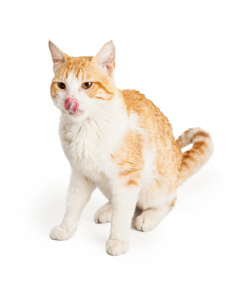 Oranssi ja valkoinen kissa nuolee huulet
 - Valokuva, kuva