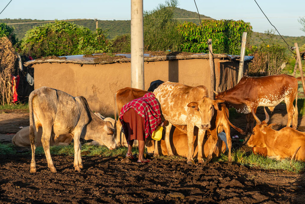 Parque Nacional Masai Mara. Kenia. Una mujer masai ordeña una vaca de un pueblo masai. Agricultura tradicional africana. La vida tradicional en un pueblo masai en África Oriental. - Foto, Imagen