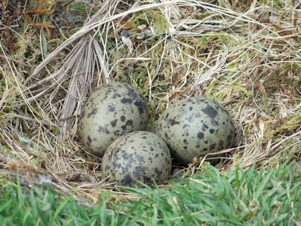 Гнездо чайки
 - Фото, изображение