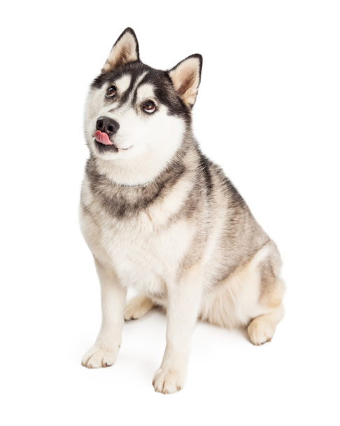 Сибірський хаски собака лизати губи - Фото, зображення