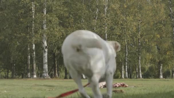 Slowmo de labrador blanc ludique récupérateur courir à la jeune propriétaire femelle noire assis sur plaid sur l'herbe verte dans le parc - Séquence, vidéo