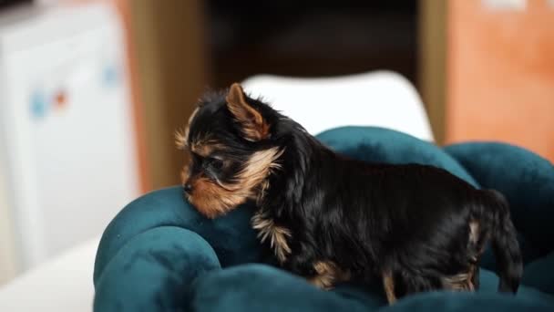 Cute playful Yorkshire terrier puppy puppy resting on a dog bed. Small adorable doggy with funny ears lying in lounger. Domestic pets - Footage, Video