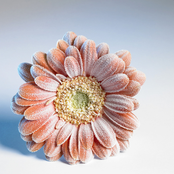 mrożona gerbera kwiat - Zdjęcie, obraz