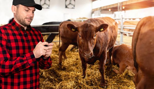 Férfi farmer figyeli a tehenek egészségét az okostelefonján. - Fotó, kép