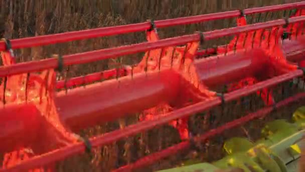 農作物の収穫の最中に赤い農業機械を見る. 熟した密集した作物に囲まれた車両で,金属部品やグリーンギア,車輪など様々な部品が見えます.. - 映像、動画