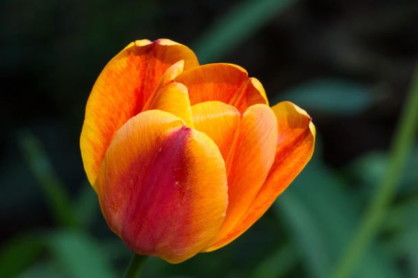 Arany piros tulipán - Fotó, kép
