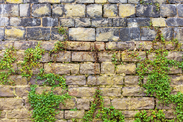 Oude stenen muur met groene klimop plant die erop groeit. Natuurlijke achtergrond - Foto, afbeelding