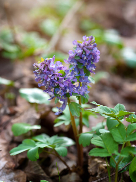 Hollowroot (in Latin: Corydalis cava) blooms in the forest - Photo, Image