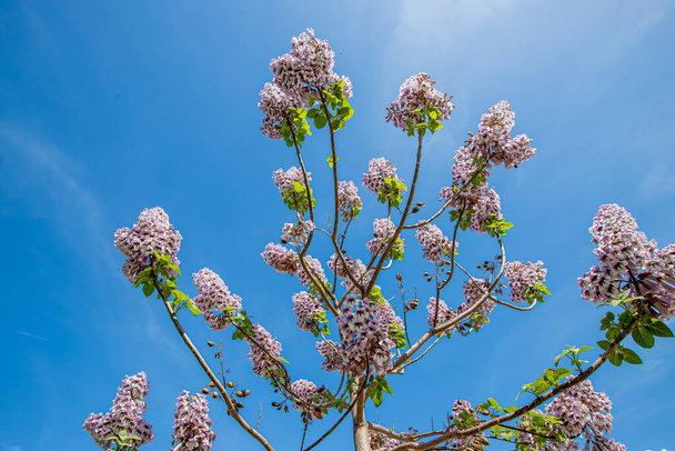 Flowers of the bluebell tree Paulownia tomentosa. - Photo, Image