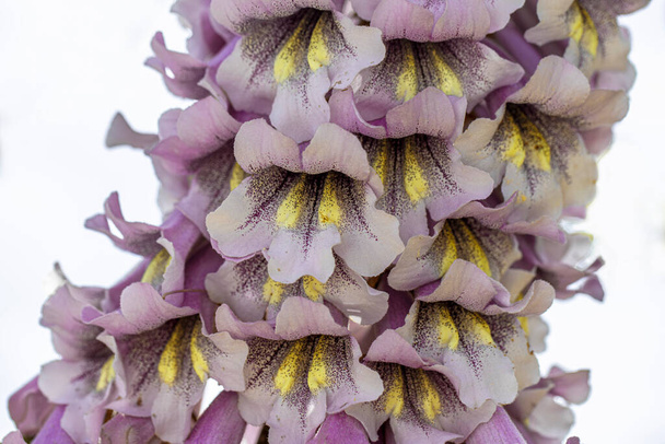 Blüten des Blauglockenbaums Paulownia tomentosa. - Foto, Bild