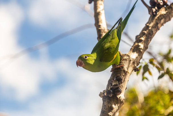 A Common Parakeet (Brotogeris tirica), perched on a branch of a jabuticaba tree (Plinia cauliflora), looking directly at the camera. - Photo, Image