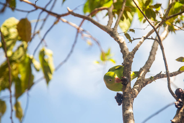 Papoušek obecný (Brotogeris tirica) živící se jabuticabeirou (Plinia cauliflora). - Fotografie, Obrázek