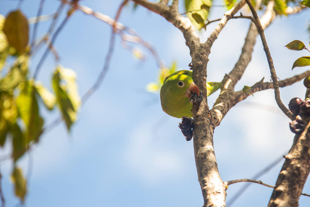 Um periquito-da-planície (Brotogeris tirica) comendo frutas na árvore de jaboticaba (Plinia cauliflora). - Foto, Imagem