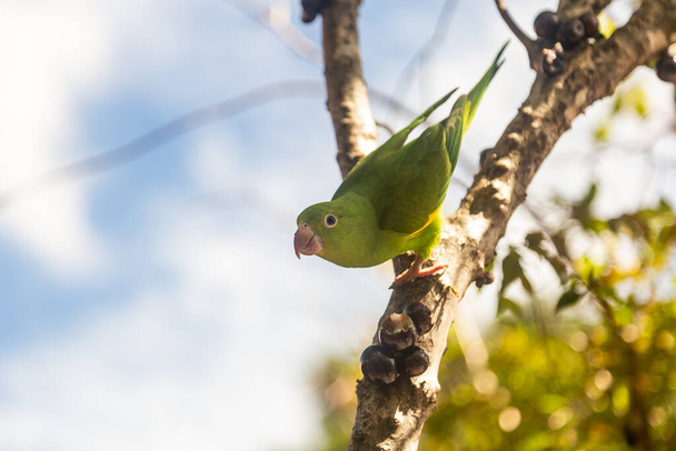Běžný papoušek (Brotogeris tirica), usazený na větvi jabuticaba stromu (Plinia cauliflora), hledící přímo do kamery. - Fotografie, Obrázek
