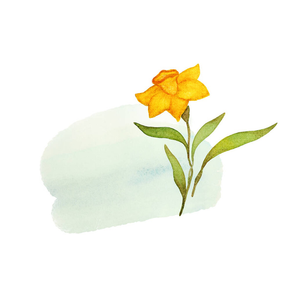 Illustration de fleurs aquarelle Narcisse. Ressort dessiné à la main composition aquarelle florale. Illustration de fleurs printanières - Photo, image