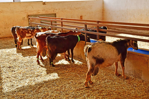 Fuerteventura, Ilhas Canárias - março 15 2024: Finca de Torres, uma fazenda de cabras, famosa por seu queijo de cabra - Foto, Imagem