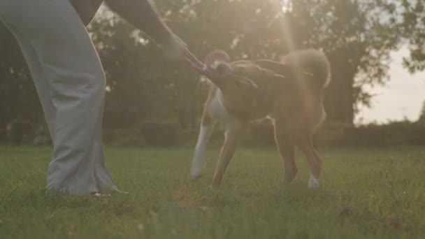 Медленно срезанная фотография неузнаваемой владелицы, пытающейся выхватить игрушку изо рта собаки, играя на зеленой траве в парке в солнечный день - Кадры, видео