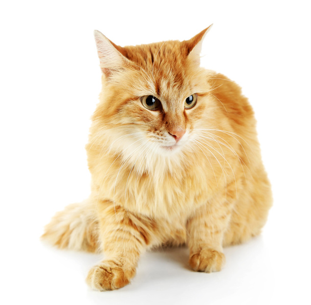 Red cat isolated on white background - Foto, Bild