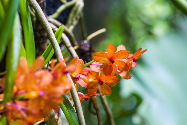 schöne Orchidee - Foto, Bild