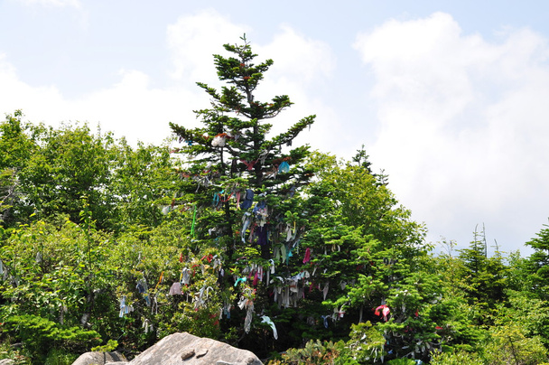 Árbol de los deseos en el Monte Pidan
 - Foto, Imagen