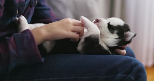 Un momento accogliente come una persona coccola un tranquillo cucciolo husky addormentato in grembo, trasmettendo calore e affetto. Filmati 4k di alta qualità - Filmati, video