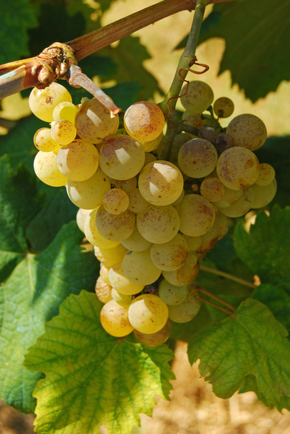 Organic vineyard in autumn - Photo, Image