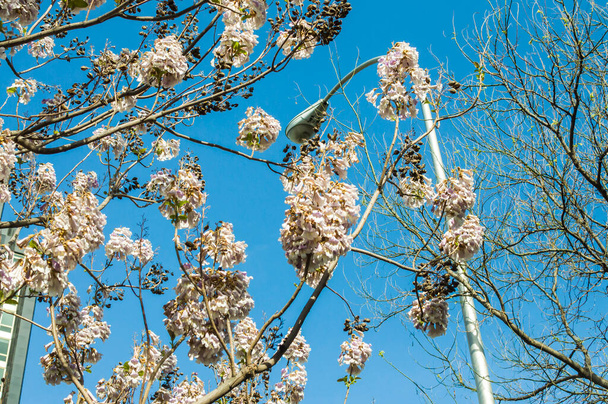 Vista horizontal de ramos superiores de uma árvore Kiri Paulownia capaz de absorver CO2, em plena floração branca ao lado de um poste de lâmpada com um céu azul no Castellana Madrid Espanha. - Foto, Imagem